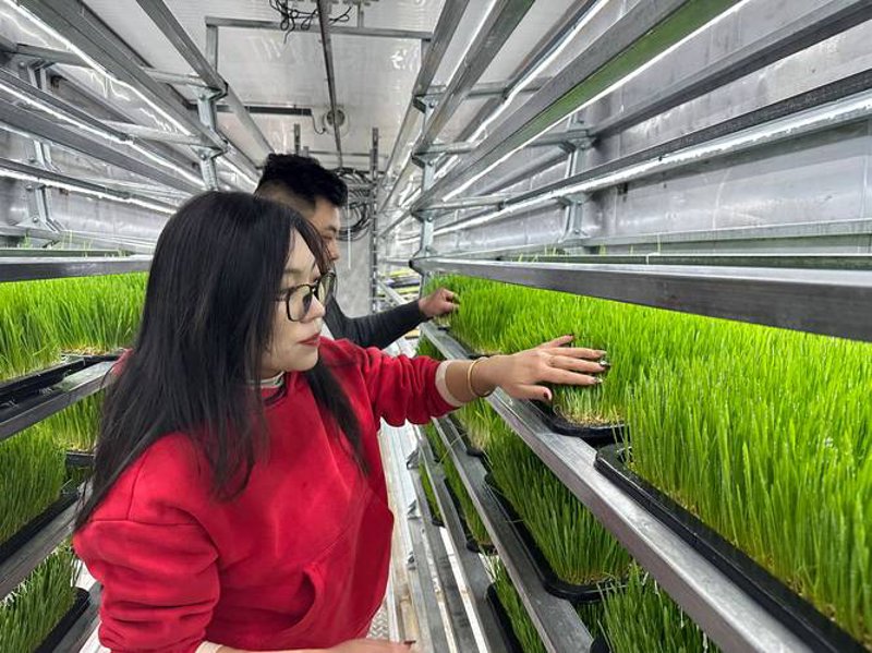 探索无土栽培的奥秘：掌握高效种植技巧